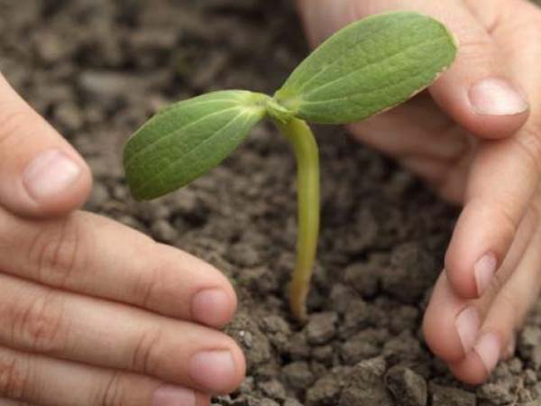 গাছ লাগান গাছ লাগান
