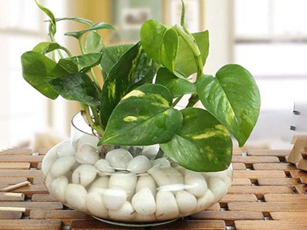 মানি প্লান্ট আনবে শ্রীবৃদ্ধি মানি প্লান্ট আনবে শ্রীবৃদ্ধি