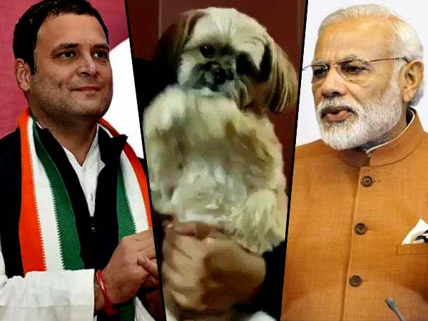 গুজরাতে কে জিতছে, ১৮ তারিখের আগেই জেনে নিন সারমেয়র গণনা, দেখুন ভিডিও গুজরাতে কে জিতছে, ১৮ তারিখের আগেই জেনে নিন সারমেয়র গণনা, দেখুন ভিডিও