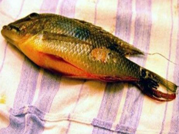 কী ভাবে চেনা যায়