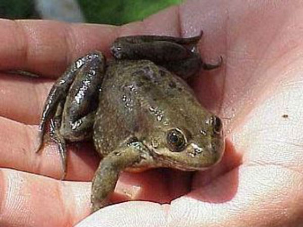 ব্যাঙের থেকে টিবি