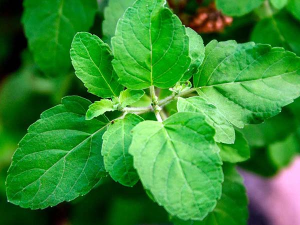 তুলসী তুলসী