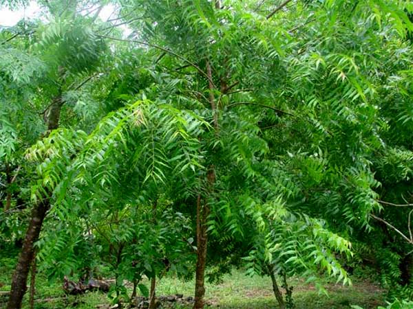 নিম গাছ নিম গাছ