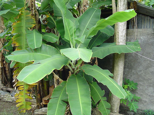কলাগাছ কলাগাছ