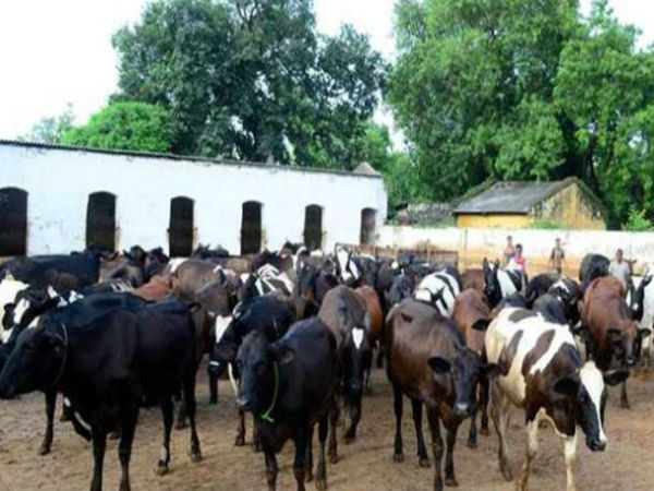 গো-সেবায় আত্মশুদ্ধি, সংশোধনাগারের বন্দিদের জন্য নিদান মোদীর দল শাসিত রাজ্যে 