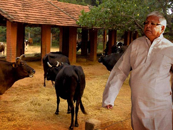 জেলের পশু খামারে দিন কাটাতে হবে লালুকে, এমনই প্রস্তাব বিশেষ সিবিআই আদালতের জেলের পশু খামারে দিন কাটাতে হবে লালুকে, এমনই প্রস্তাব বিশেষ সিবিআই আদালতের