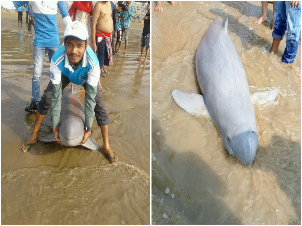 ডলফিনকে ঘিরে পর্যটকদের ভিড় নিউ দিঘায় 