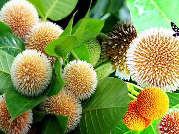 কদমফুল 