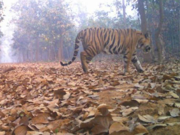 লালগড়ের বাঘ চলেছে কোথায়, কী বলছেন বিশেষজ্ঞরা 