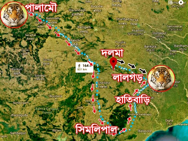 লালগড়ের বাঘ চলেছে কোথায়, কী বলছেন বিশেষজ্ঞরা 