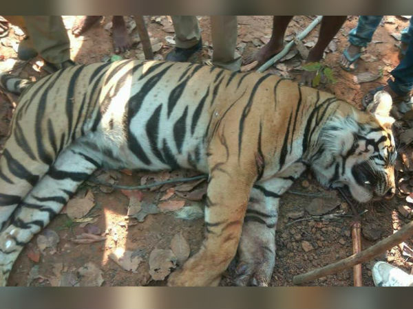লালগড়ের জঙ্গলে শেষপর্যন্ত খুন হল রয়্যাল বেঙ্গল টাইগার, বন্যপ্রাণ রক্ষায় ‘কালো দিন’