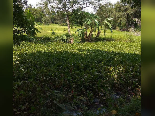 সব পুকুরেই নোটিস, কিন্তু ছাড় তৃণমূল কর্তার তিন শতাধিক বছরের পুরনো দিঘীকে, হরিনাভিতে বিতর্ক