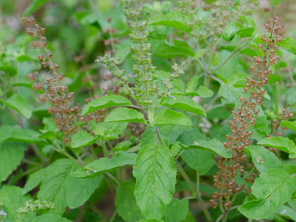 তুলসী পাতা 