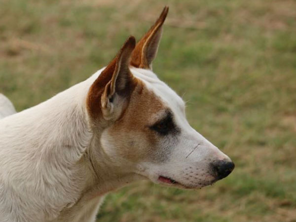 কুকুরের মুখে রুটি