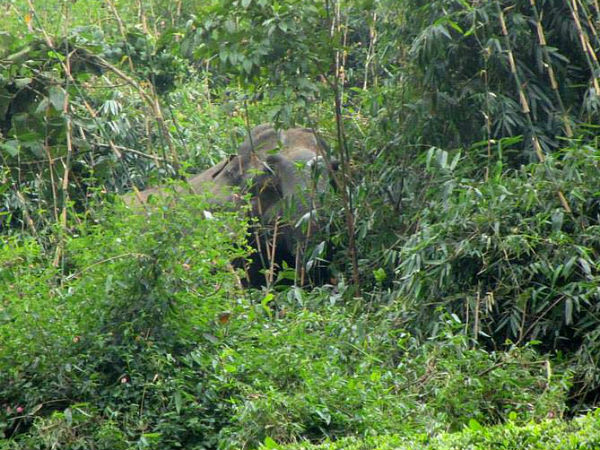 রঞ্জনকুড়ি 