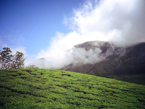  কেরলের নেলপুরা , আলাপুঝা ও এস্টেট বাংলো