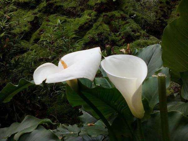 মানেভঞ্জন এই এলাকার অন্যতম আকর্ষণীয় জায়গা 
