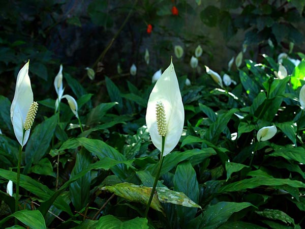 পিস লিলি পিস লিলি