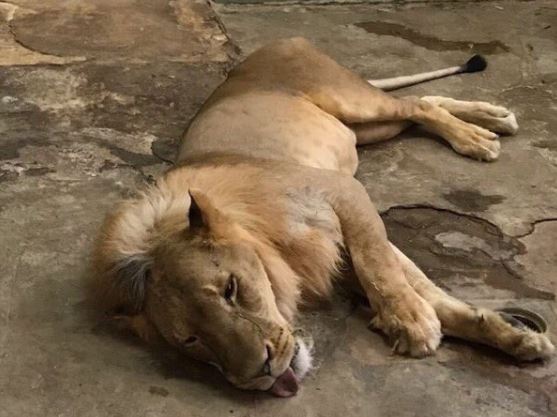 শহরের ব্যস্ত রাস্তায় থেমে গিয়েছে গাড়ি, ঘুরে বেড়াচ্ছেন পশুরাজ, দেখুন ভিডিও শহরের ব্যস্ত রাস্তায় থেমে গিয়েছে গাড়ি, ঘুরে বেড়াচ্ছেন পশুরাজ, দেখুন ভিডিও