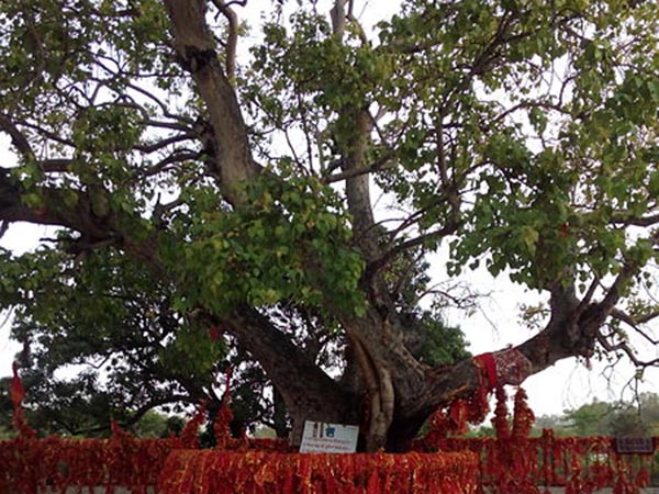 অশ্বত্থ গাছ 