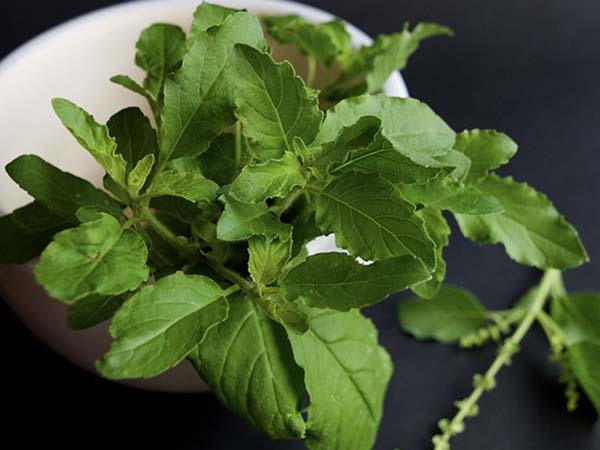 তুলসী রোপণ তুলসী রোপণ