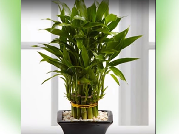 সম্পত্তি বৃদ্ধি চাইলে...