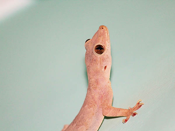 স্বপ্নে টিকটিকি দেখেন কি?