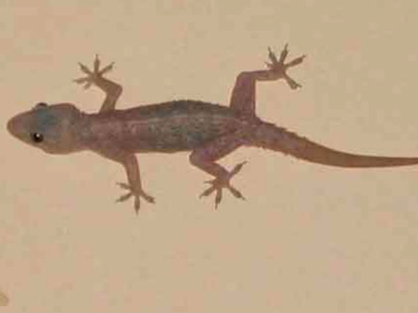 Yashirin kamera xotinlar ustidan josuslik