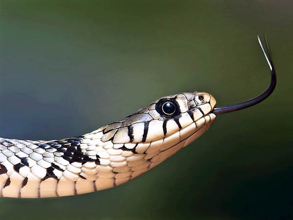 সাপের স্বপ্ন সাপের স্বপ্ন