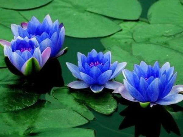 সন্ধিপুজোয় নীলপদ্ম চাই-ই চাই সন্ধিপুজোয় নীলপদ্ম চাই-ই চাই