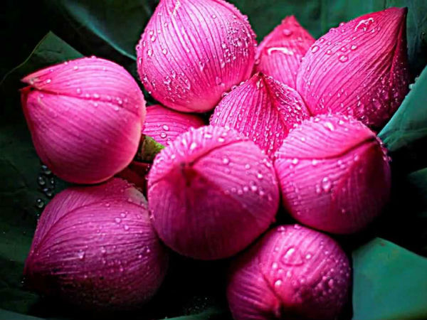 সন্ধিপুজোয় নীলপদ্ম চাই-ই চাই সন্ধিপুজোয় নীলপদ্ম চাই-ই চাই