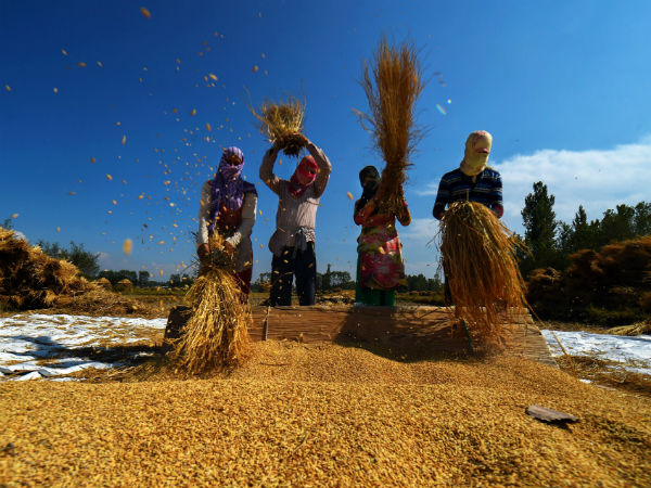 ফসলে ন্যূনতম সহযোগী মূল্য বাড়িয়ে কৃষকদের পাশে মোদীর কেন্দ্র ফসলে ন্যূনতম সহযোগী মূল্য বাড়িয়ে কৃষকদের পাশে মোদীর কেন্দ্র
