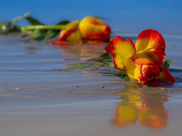 দুর্গাপুজের সাহিত্য : অন্ধকার ঘরটায় তখন জোনাকি ভরা, ছুটছে মনোনীতা, তারপর কী হল দুর্গাপুজের সাহিত্য : অন্ধকার ঘরটায় তখন জোনাকি ভরা, ছুটছে মনোনীতা, তারপর কী হল