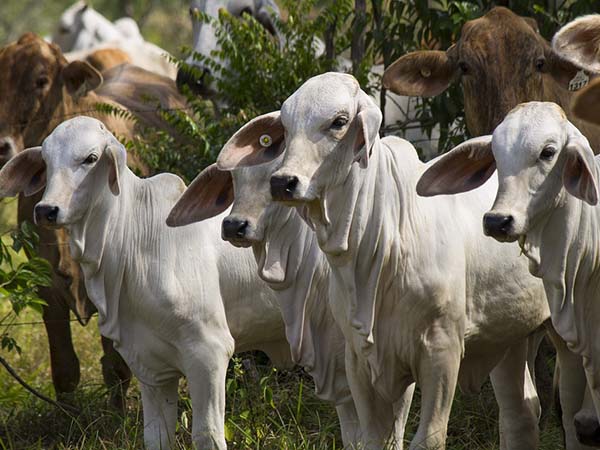 সাদা গরু সাদা গরু