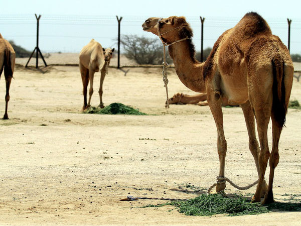 মনোরম আবহাওয়া 