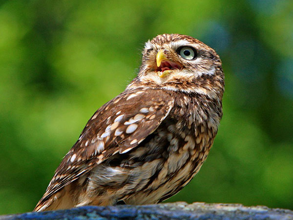 পেঁচার চাহিদা 