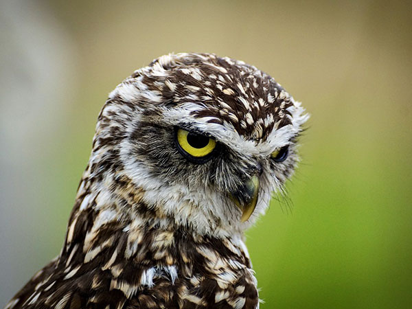 চলছে চোরাশিকার 