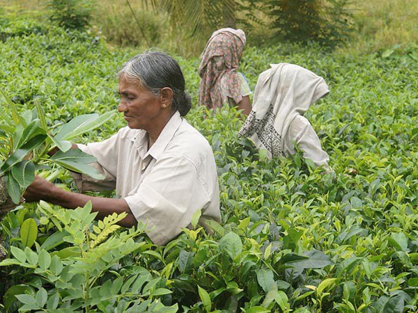 ত্রিপুরায় চা চাষের ইতিহাস ১০০ বছরের ত্রিপুরায় চা চাষের ইতিহাস ১০০ বছরের
