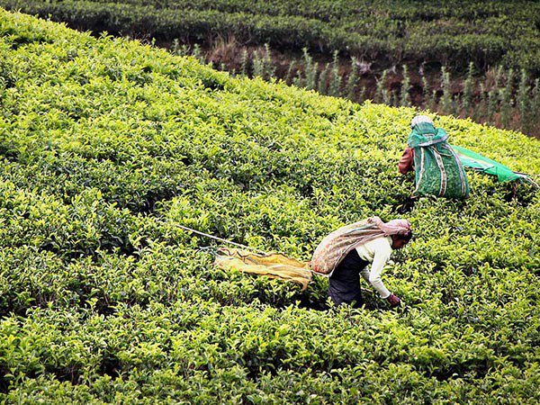 ত্রিপুরার চা-কে আলাদা গুরুত্ব ত্রিপুরার চা-কে আলাদা গুরুত্ব