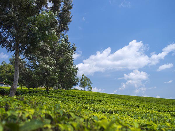 ত্রিপুরা পঞ্চমস্থানে ত্রিপুরা পঞ্চমস্থানে