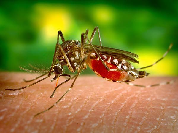 মশার অভিযোজনে সমস্যা মশার অভিযোজনে সমস্যা