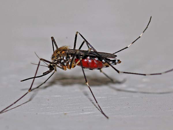 যৌন আবেদনে সক্ষম মশা যৌন আবেদনে সক্ষম মশা