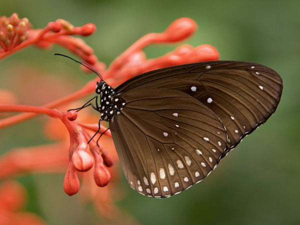 প্রজাপতি প্রজাপতি