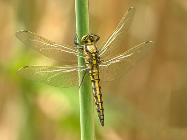 ফড়িং ফড়িং
