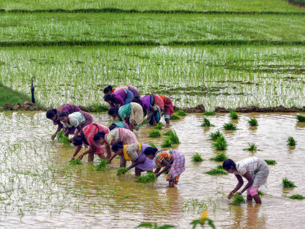 কৃষি ক্ষেত্রে আশা ! 