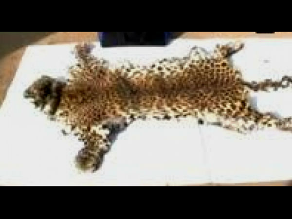 বাঘ মেরে বনভোজন চোরাশিকারিদের! ফাঁদ পেতে গ্রেফতার বাঘ মেরে বনভোজন চোরাশিকারিদের! ফাঁদ পেতে গ্রেফতার