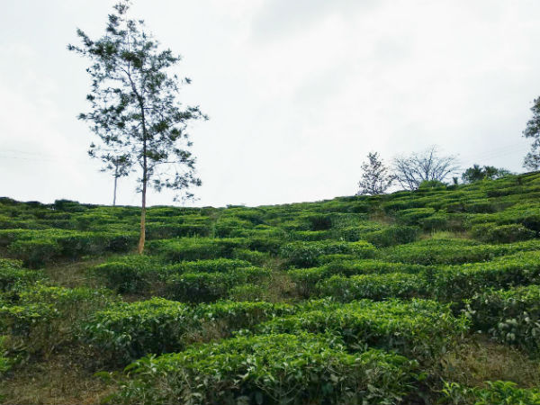 কফি ও চা বাগান 