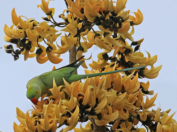 উত্তরবঙ্গের আবহাওয়া