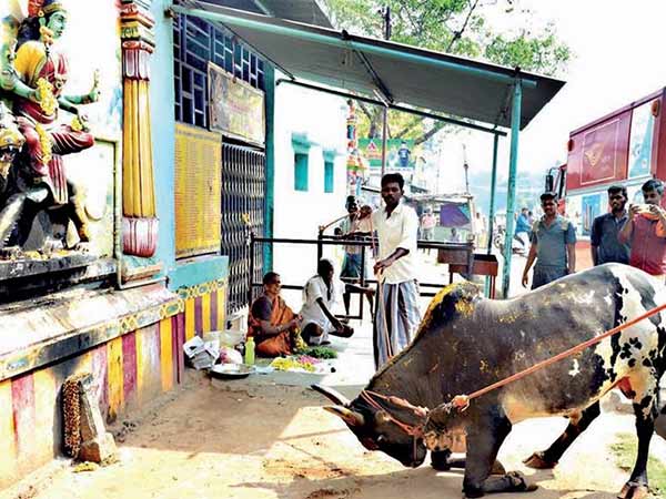প্রিয়ঙ্কার বারাবাঁকির রোড শো-এ ষাঁড় প্রিয়ঙ্কার বারাবাঁকির রোড শো-এ ষাঁড়