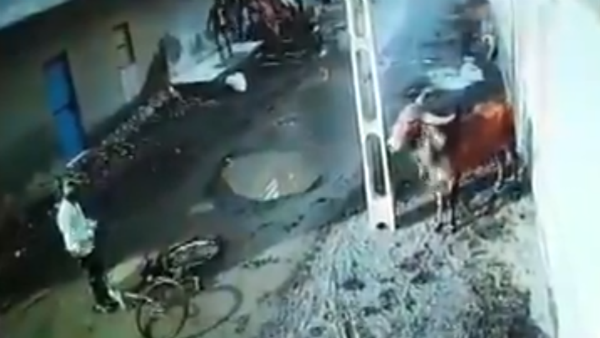 দেখুন ষাঁড়ের কাণ্ড! গুঁতোর ঠ্যালায় রাস্তা শুনশান করে দিল শিবের বাহন দেখুন ষাঁড়ের কাণ্ড! গুঁতোর ঠ্যালায় রাস্তা শুনশান করে দিল শিবের বাহন